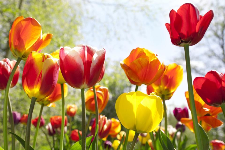 how to plant tulips