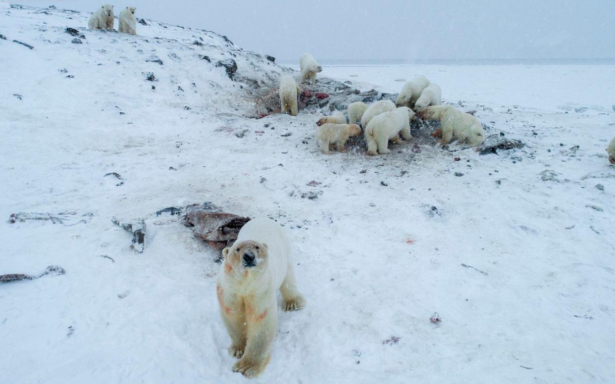 Weak coastal ice has left the polar bears unable to roam - AFP