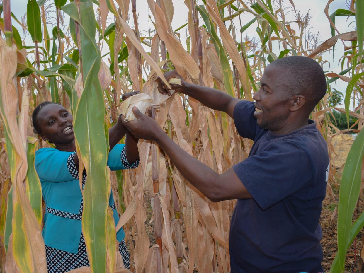 Silas Muchiri and Veronicah Muchiri in a field of maize.