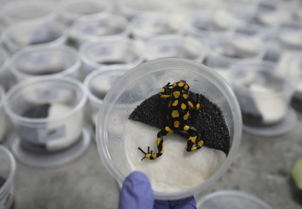 An Oophaga histrionica anchicaya is packed for export at the “Tesoros de Colombia” frog breeding center in Cundinamarca, Colombia, Tuesday, April 23, 2019. “Tesoros de Colombia” aims to curtail the trafficking of wild animals by providing frog enthusiasts with a more eco-friendly alternative: specimens bred in captivity. (AP Photo/Fernando Vergara)