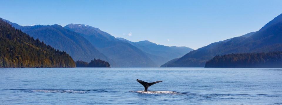 humpback whale and the pacific northwest coast