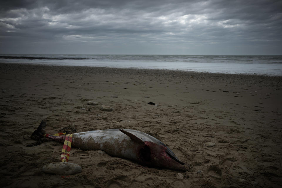 Un dauphin mort sur la plage du Bois-Plage-en-Ré, sur l’île de Ré, le 13 mars 2023.