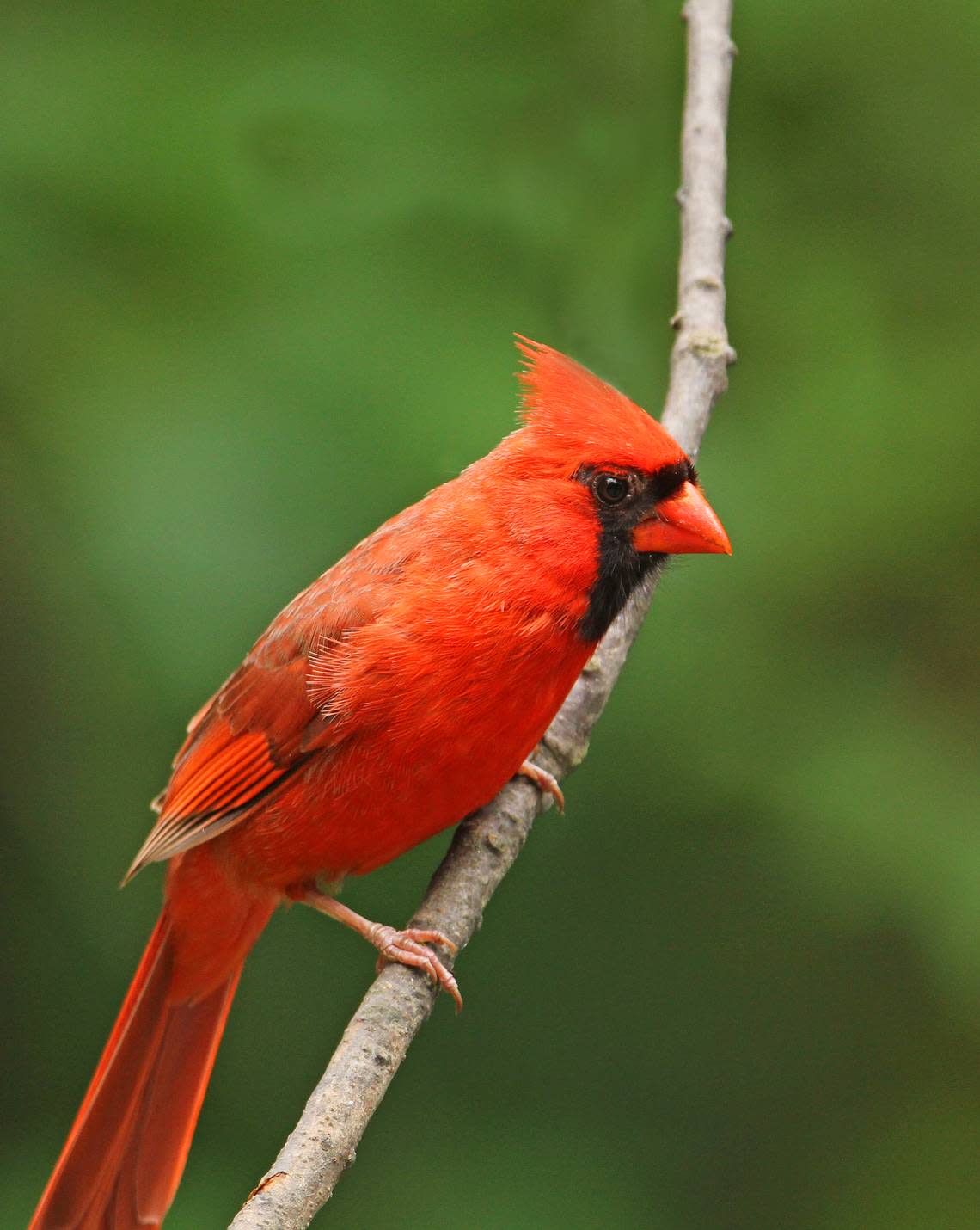 A male cardinal is seen in this file photo. The bird can be seen visiting Wichita feeders all throughout summer.