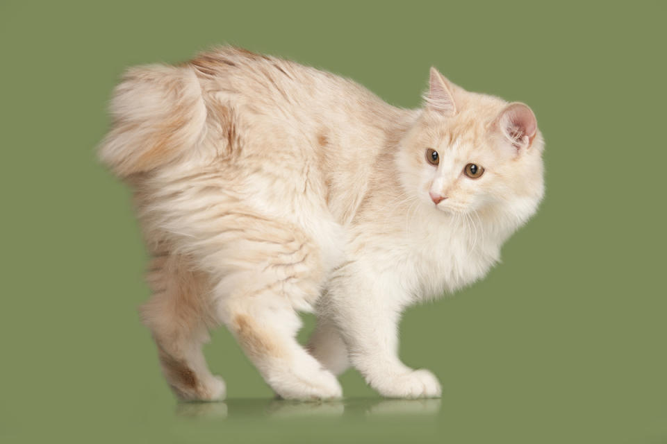 Kurilian Bobtail cat in front of green background