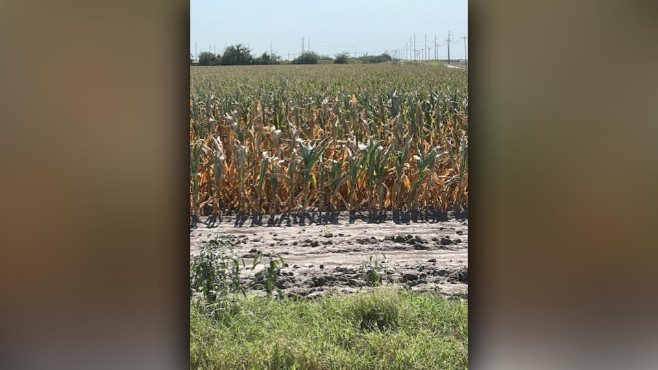 The corn crop "is in really bad shape" according to England.