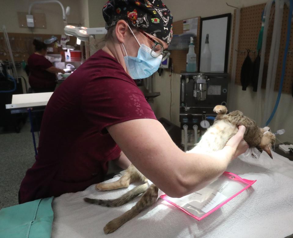 Veterinarian Dr. Lindsey Cossa prepares a stray cat for a neutering operation, Friday, Sept. 9, 2022, at Volusia County Animal Services.