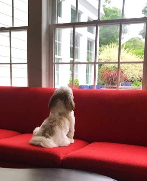 joy behar's dog and red couch