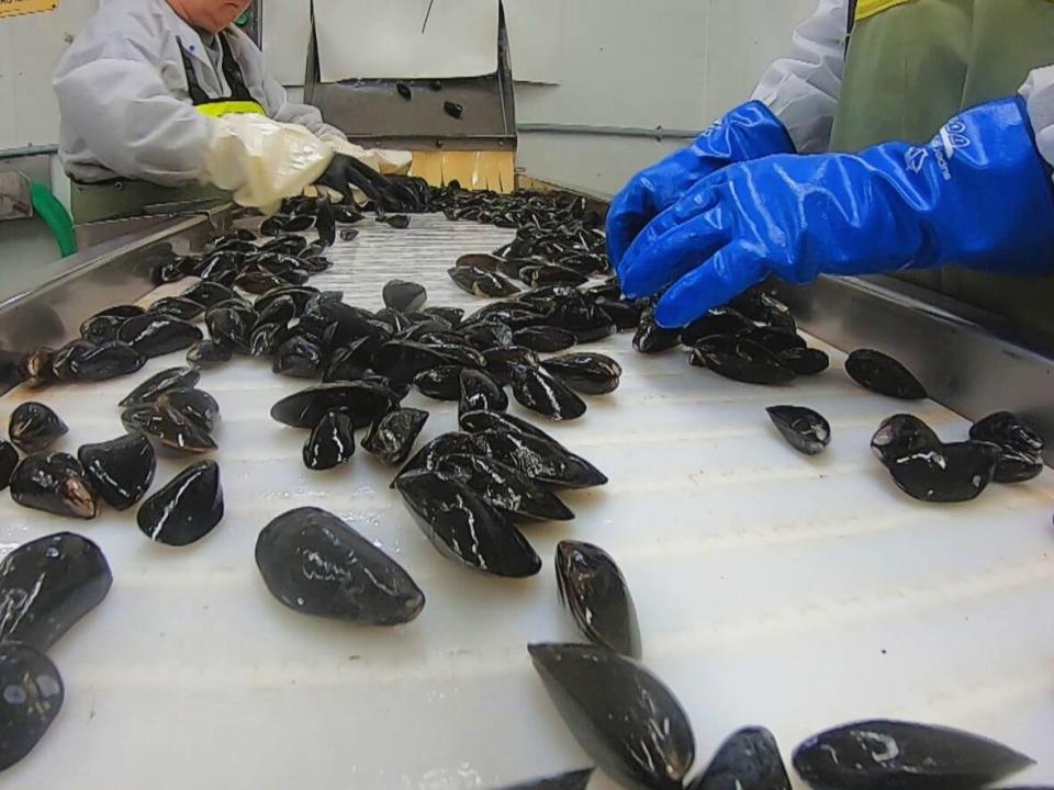 The impact of lost mussel seed will be felt in a couple years, processors say. (Laura Meader/CBC - image credit)