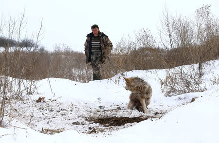 Vladimir Krivenchik, a hunter, looks at a wolf which is caught in a trap near the village of Khrapkovo, Belarus February 1, 2017. REUTERS/Vasily Fedosenko