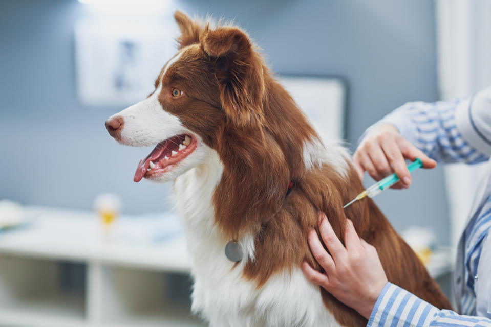 Was Hunde-Besitzer*innen in Deutschland tun können: Sicherstellen, dass der Hund alle aktuellen Impfungen besitzt - insbesondere gegen Parainfluenza und Bordetella bronchiseptica. (Foto: Getty Images)