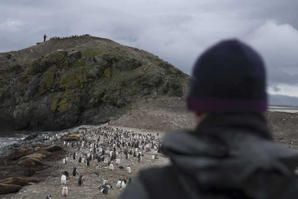 Scientists Noah Strycker and Steven Forrest from Stony Brook University counting penguins on Snow Island in the South Shetlands of Antarctica, on Jan. 31, 2020. | Christian Åslund —Greenpeace and TIME