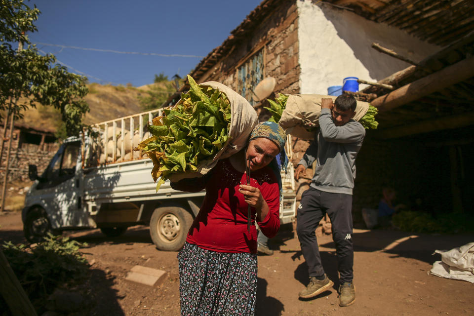 Workers carry sacks full of harvested tobacco leaves in Gokcay village, Adiyaman province, southeast Turkey, Wednesday, Sept. 28, 2022. Official data released Monday Oct. 3, 2022 shows consumer prices rise 83.45% from a year earlier, further hitting households already facing high energy, food and housing costs. Experts say the real rate of inflation is much higher than official statistics, at an eye-watering 186%. (AP Photo/Emrah Gurel)