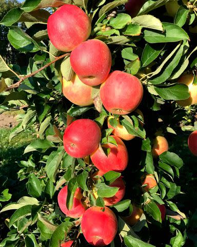 17 Types of Apples for Your Fall Cooking and Baking Adventures