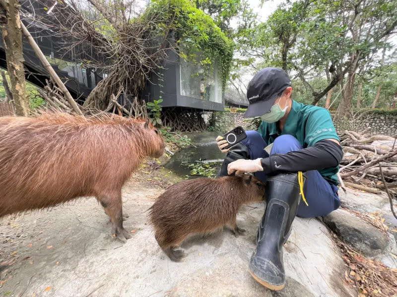 ▲透過親近訓練讓水豚媽媽願意主動靠近保育員。（圖／壽山動物園提供）