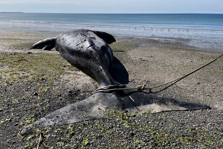 Al menos 13 ballenas francas australes muertas aparecieron en la costa del Golfo Nuevo y el santuario de Península Valdés en los últimos días. La causa de su muerte está siendo investigada, informó el Instituto de Conservación de Ballenas (ICB)