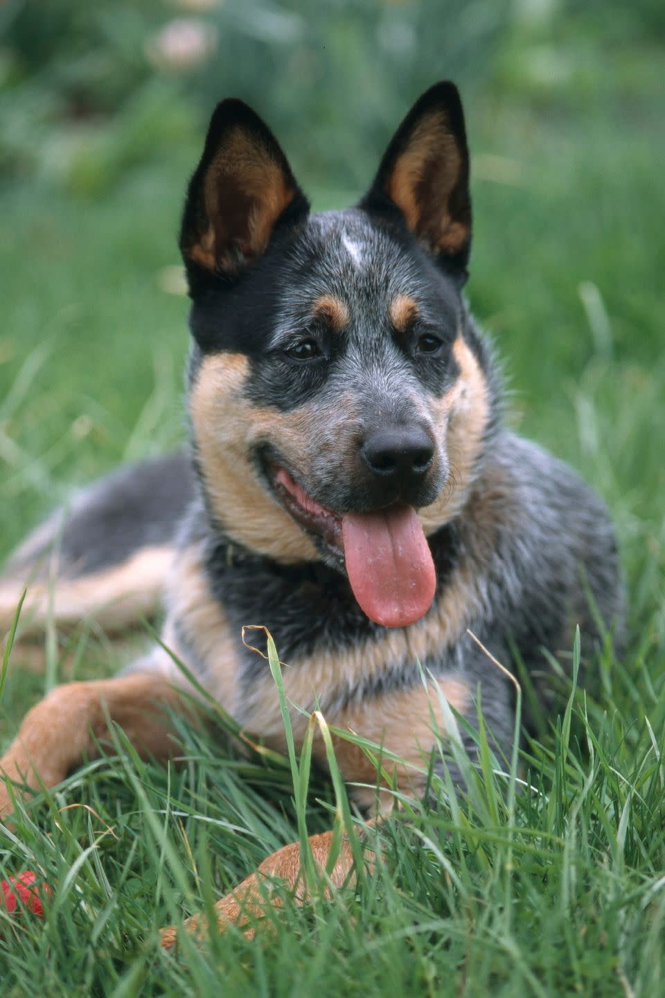 australian cattle dog