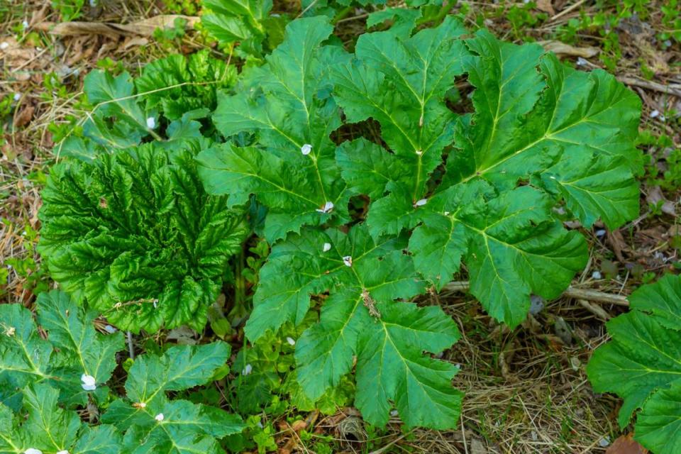 Cowparsnip plant.