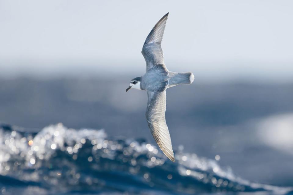 The population of threatened blue petrels that breeds on Macquarie Island is recovering since cats were eradicated. <a href="https://commons.wikimedia.org/wiki/File:Halobaena_caerulea_in_flight_-_SE_Tasmania.jpg" rel="nofollow noopener" target="_blank" data-ylk="slk:JJ Harrison/Wikimedia Commons;elm:context_link;itc:0;sec:content-canvas" class="link ">JJ Harrison/Wikimedia Commons</a>, <a href="http://creativecommons.org/licenses/by-sa/4.0/" rel="nofollow noopener" target="_blank" data-ylk="slk:CC BY-SA;elm:context_link;itc:0;sec:content-canvas" class="link ">CC BY-SA</a>