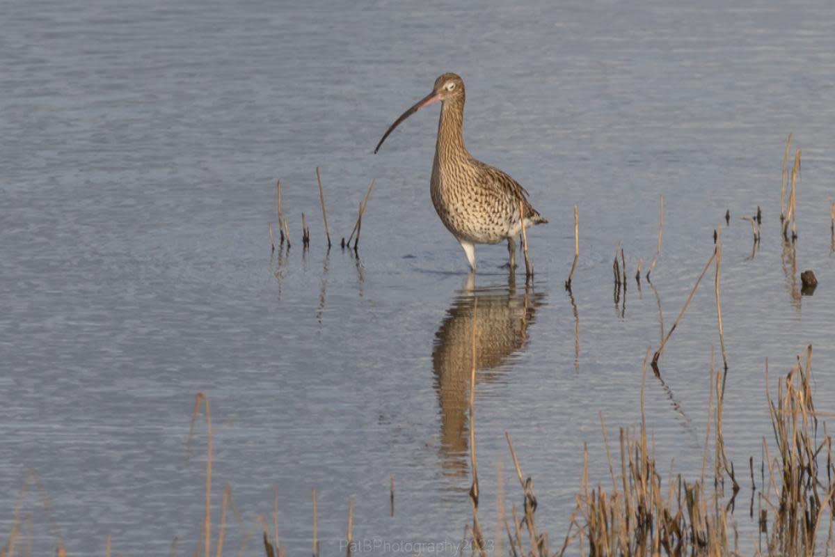 Wading Curlew on saline lagoon at Washington Wetlands <i>(Image: Pat Blewitt)</i>