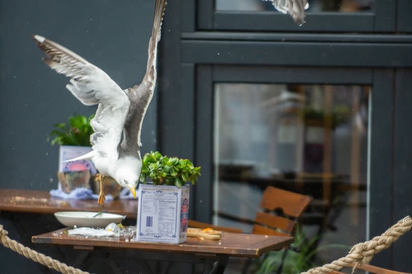 Seagulls raid a table in Bath