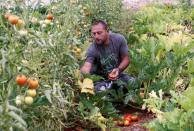 Qassem Shreim picks tomatoes growing in a greenhouse in Bani Haiyyan village