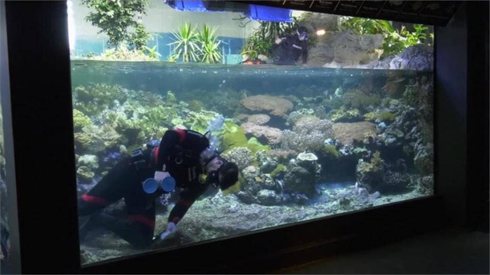 沒人來！全歐洲最大水族館因疫情休館 小企鵝、海豚有感