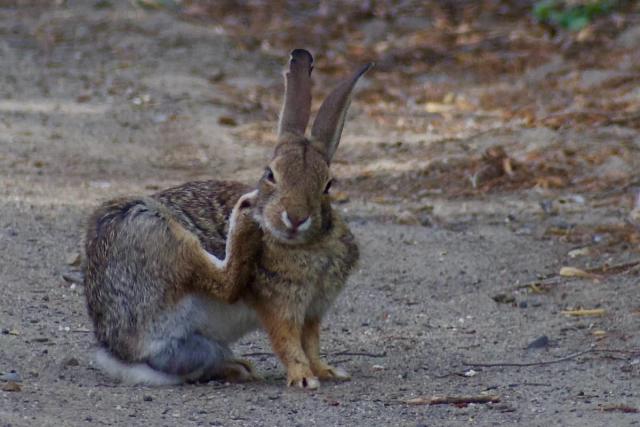 How to Give Your Rabbit the Best Care Possible - PetHelpful