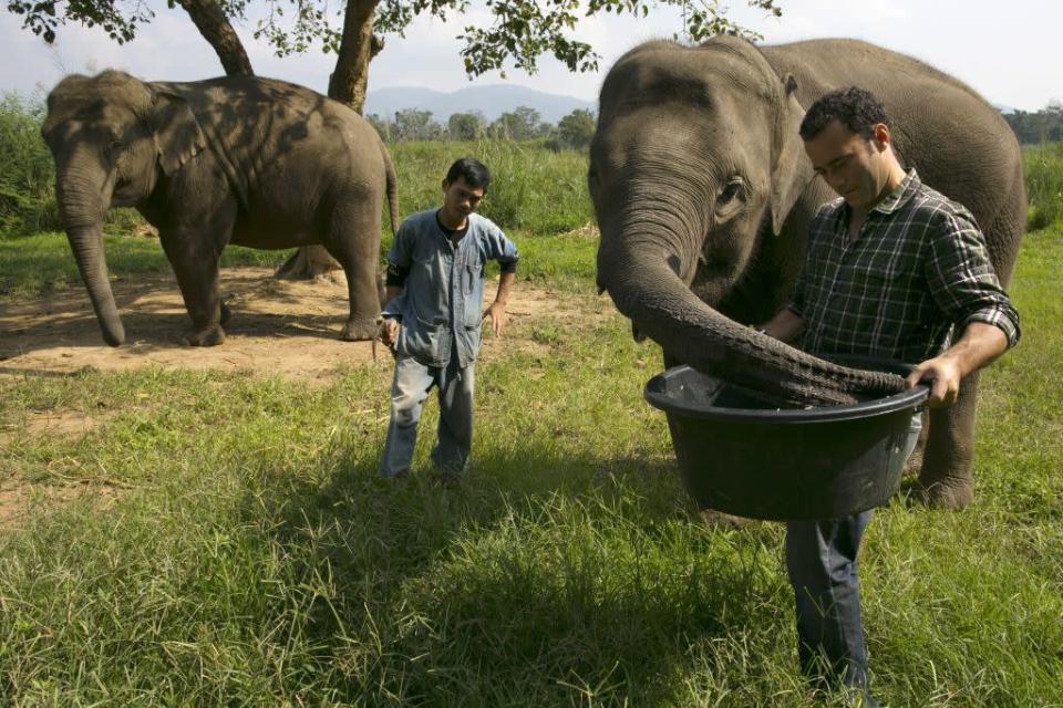 Black Ivory Coffee founder Blake Dinkin (R) feeds an elephant a coffee bean mixture at an elephant camp at the Anantara Golden Triangle resort in Golden Triangle, northern Thailand. It takes 33 kilograms of raw coffee cherries to produce 1 kilo of Black Ivory Coffee.