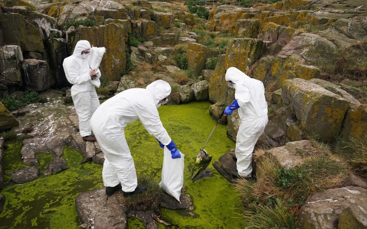 Rangers clear deceased birds from Staple Island, off the coast of Northumberland, where the impact of bird flu is clear - Owen Humphreys/PA Wire (file image)