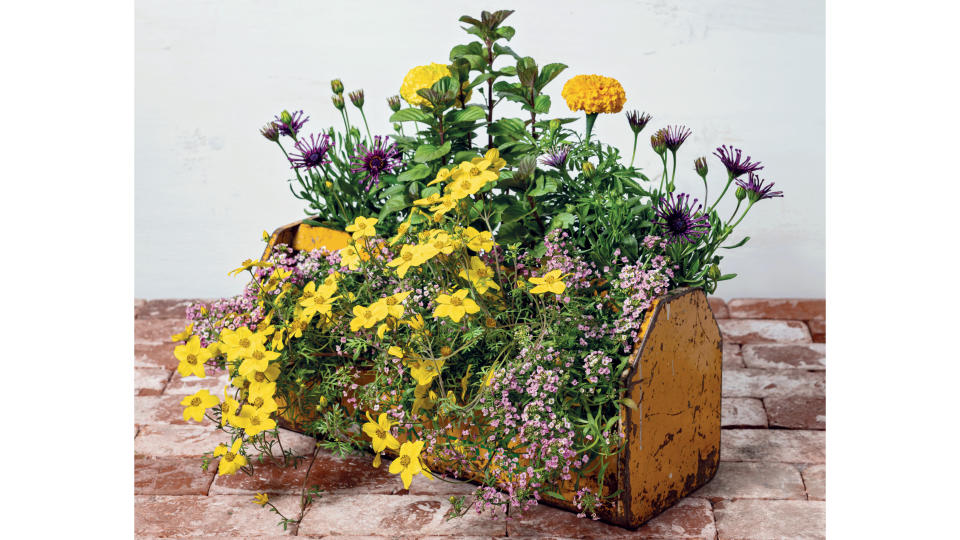 Container garden ideas: Yellow tool box filled with soil, marigolds, beggarticks, sweet alyssum and African daisies