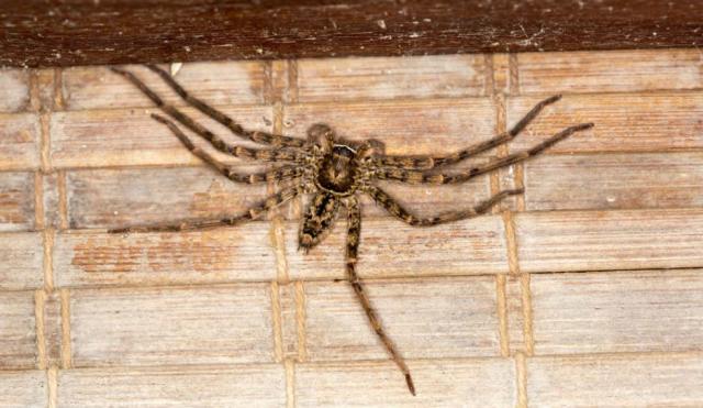 Woman finds massive huntsman spider at home in Queensland, Australia