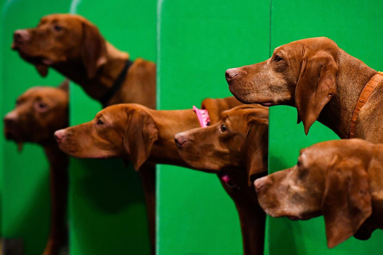 Hungarian Vizsla's watch their owners on the second day of the Cruft's dog show in Birmingham, England.