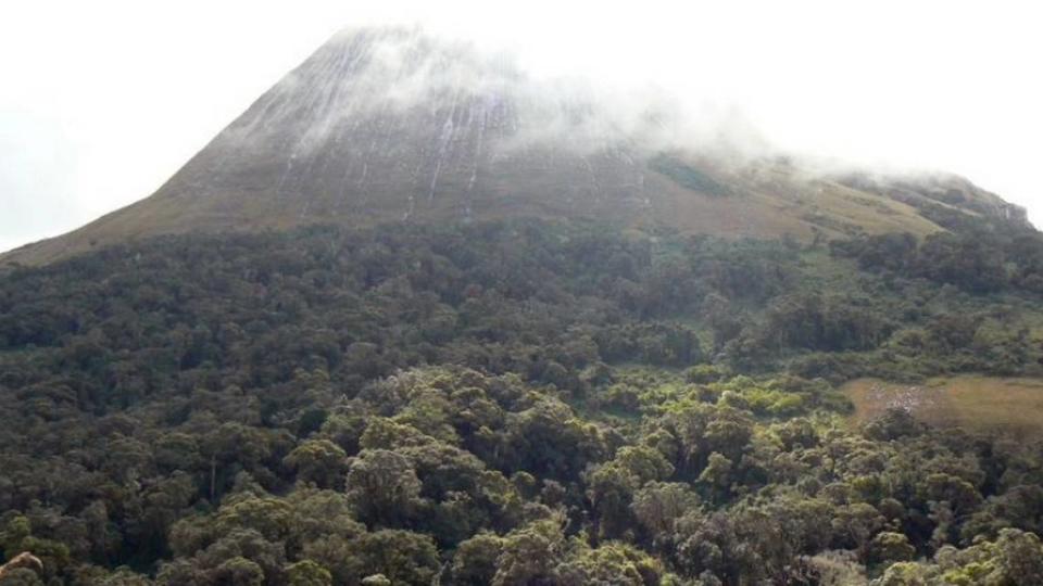 The rainforests of Mount Mamuli in Mozambique hold undiscovered species from every animal kingdom. Julian Bayliss/Oxford Brookes University