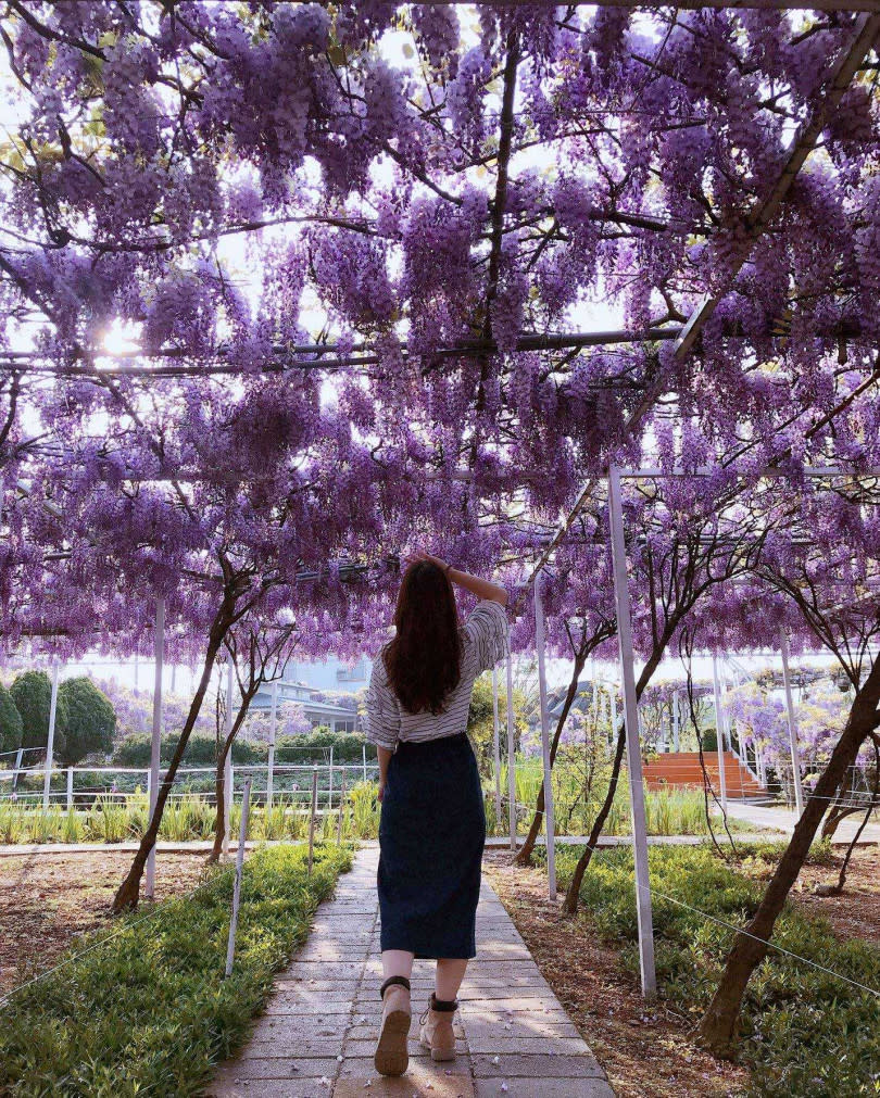 美麗的紫藤花吸引不少遊客來此拍照。（圖／照片為去年花況，翻攝自紫藤咖啡園粉專）