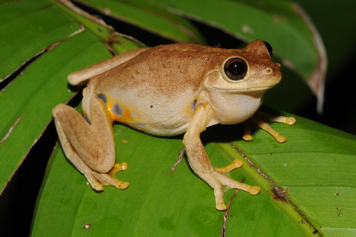 <span>The western laughing tree frog (<em>Litoria ridibunda)</em> laughs rather than croaks and lives in northern Australia.</span><span>Photograph: Steve Richards</span>