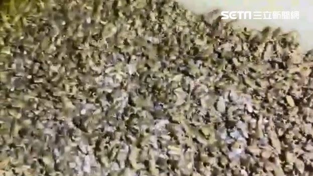 海蟾蜍繁殖力驚人，一個晚上就能捕獲上萬隻幼體。（中水分署鳥嘴潭湖區工務所提供）