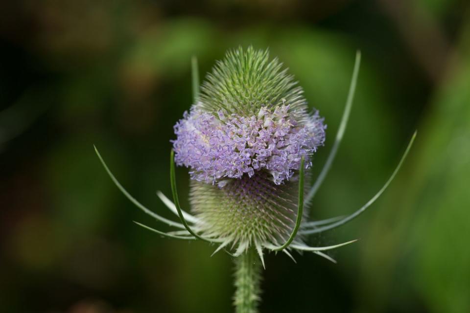 <p>This might be the last plant you’d have thought of as an edible plant, but the young leaves that form are delicious cooked and great in salads or smoothies. The root is also said to have great medicinal properties. </p><p><strong>Cooking tip:</strong> Avoid the spiky stems when harvesting!<br></p>