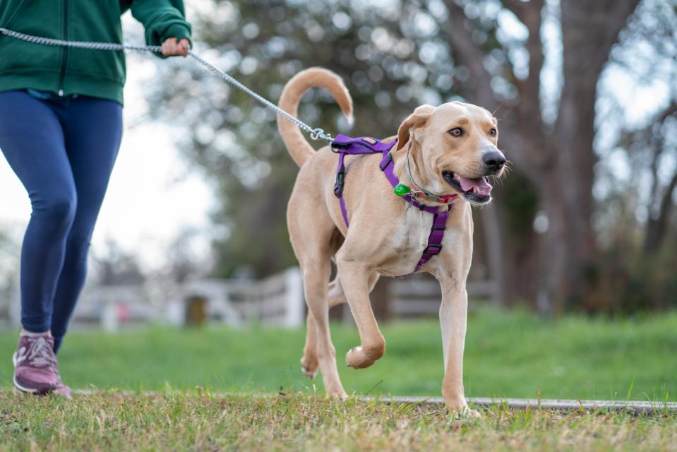 A mysterious respiratory illness has sickened dogs in Evansville and in various spots across the U.S. in recent months.