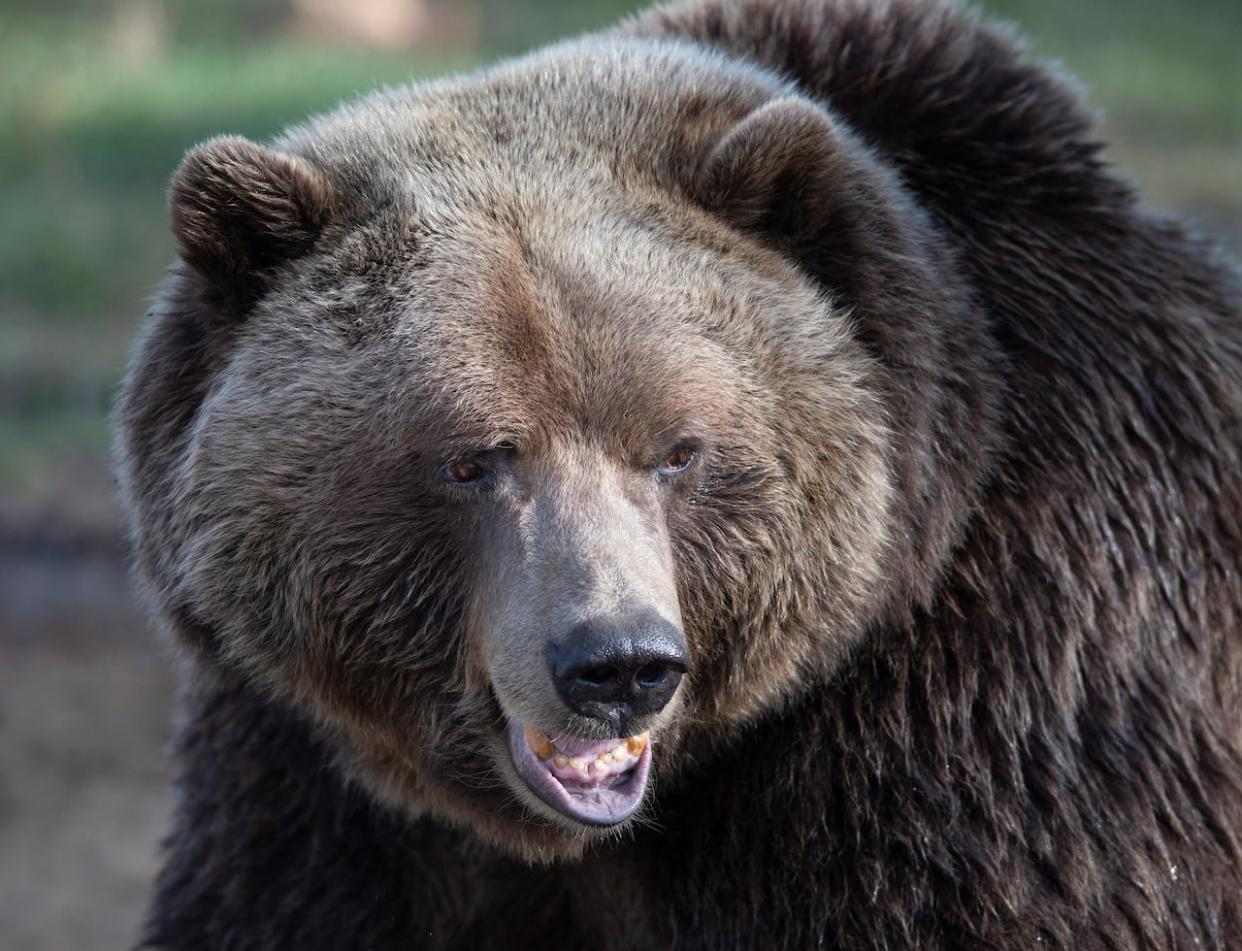 A study examining the development of a bear-tracking conservation app suggests citizen science could help restore grizzly bears to Alberta habitats.   (Jacques Boissinot/The Canadian Press - image credit)