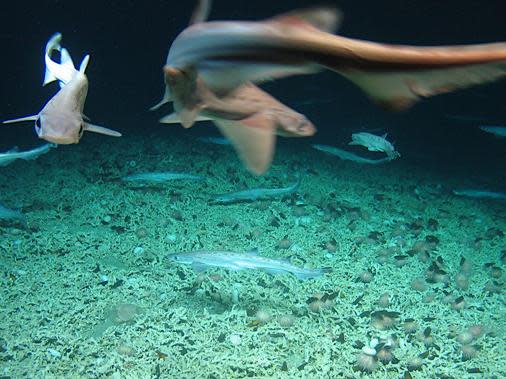 Rare ‘shark nursery’ discovered hidden in deep waters west of Ireland