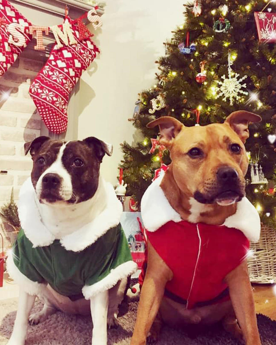 Two dogs getting into the festive spirit for Photobox’s “paw-some” Christmas gallery! (Photo: Photobox/Caters News)