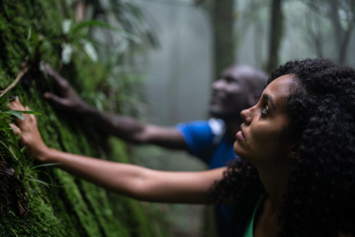 people touching a tree in a rainforest