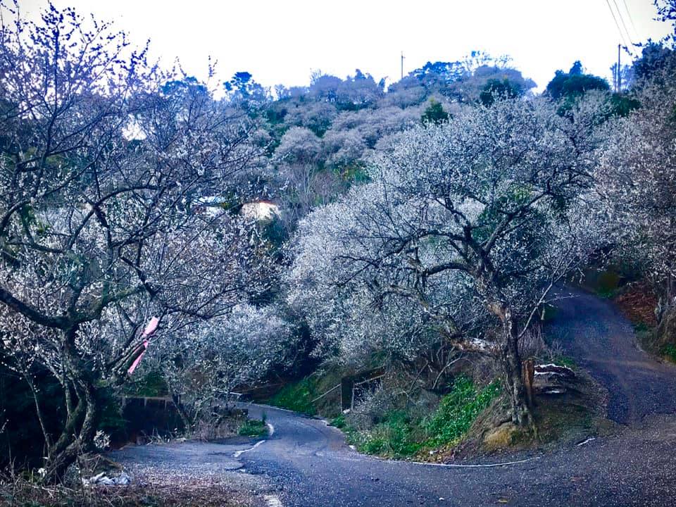 南投的九尖茶廠有一整條賞梅步道，山頭披上雪白的梅花，隨手一拍都相當富有詩意。 圖：翻攝自九尖茶廠臉書