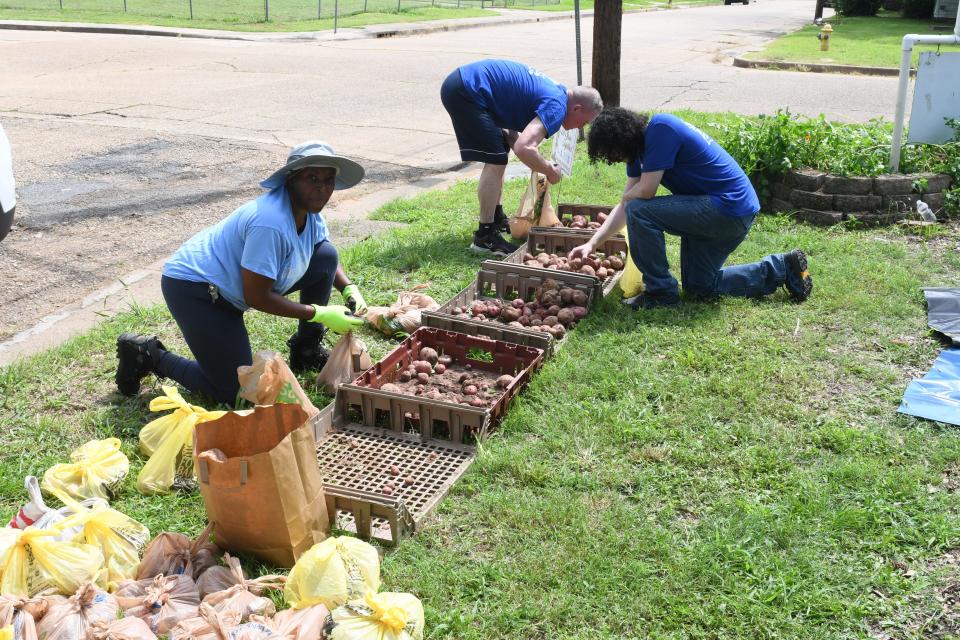 Tracy Williams (bottom left), sister-in-law of Don Bollock who manages the community garden on Ashley Avenue, and David Marshall (top left) and Julian Jones, two AmeriCorps volunteers, sort potatoes they just harvested into bags for distribution to community members.