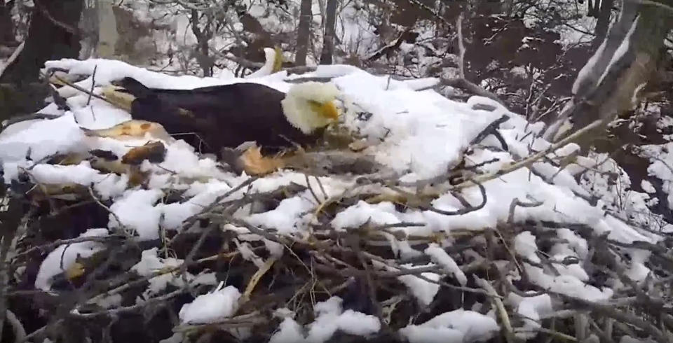 In this video screenshot from Minnesota’s EagleCam provided by the Minnesota Department of Natural Resources, an eagle hunkers down in its nest while being battered by strong winds in Ramsey County, Minn., Sunday, April 2, 2023. (Minnesota Department of Natural Resources via AP)