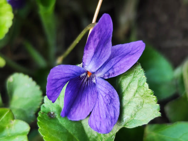 Common blue violet, the Rhode Island state flower<p>iStock</p>