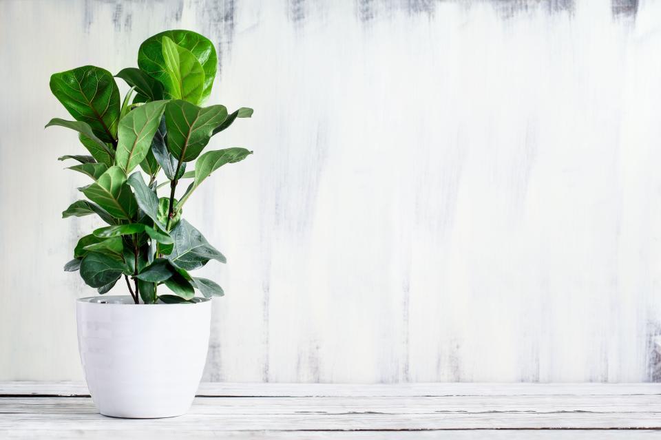 <p>A little fiddle-leaf fig, great for achieving the same effect in smaller spaces</p> (Alamy Stock Photo)