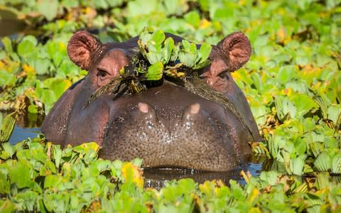 Hippos put on a showy display - Credit: Ingo Gerlach/Ingo Gerlach