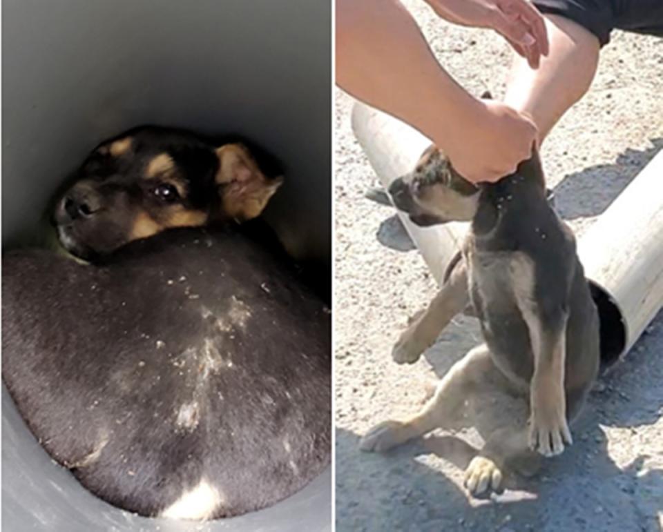 志工救出2月大幼犬 鑽興達港鐵皮屋水管困1周 。
