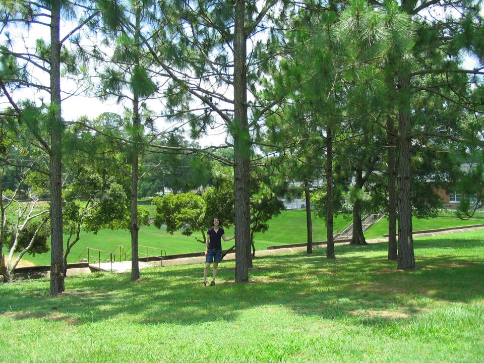 This grove of longleaf pine, planted by first graders at Kate Sullivan Elementary in midtown Tallahassee, is 13 years old at the time of this photo. Vanessa Walthall revisited the grove when she graduated from college in 2008; she was one of the first graders who planted the trees. The grove remains an important part of our urban forest.